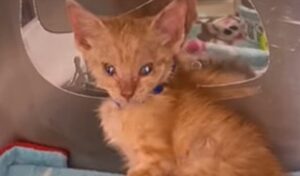 Il gattino abbandonato Rocky ha incontrato la sua mamma umana ma non l’aveva ancora riconosciuta come tale (VIDEO)