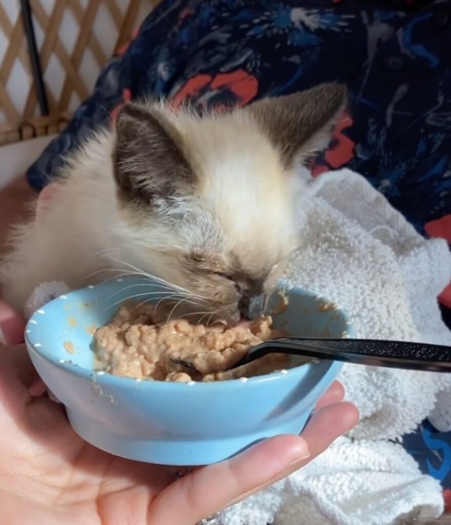 gattino abbandonato mangia la pappa