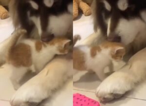 Gattino randagio adottato da un Husky: l’amore di una mamma non ha confini (VIDEO)