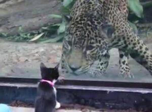 Il gattino si trova faccia a faccia con il giaguaro quando visita lo zoo (VIDEO)