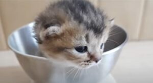 Un gattino cucciolo in salute prende peso e cresce in modo sano ed è molto forte (VIDEO)