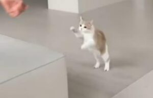 Il gattino dispettoso scherza con il suo padroncino umano (VIDEO)