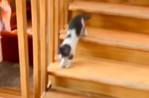Gattino dispettoso crea scompiglio saltando sull’amico cane (VIDEO)