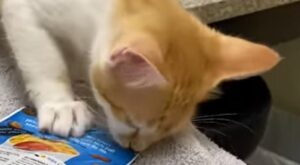 Il gattino domestico Rusty cerca di scappare dalla visita del veterinario (VIDEO)