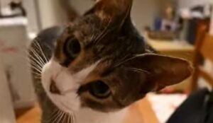 Un gatto domestico affettuoso vuole che il suo umano gli faccia le coccole (VIDEO)