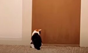 Un gattino domestico è follemente innamorato del proprio vicino di casa (VIDEO)