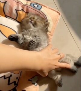 Gattino dorme come un angioletto e si lascia sistemare le zampette (VIDEO)