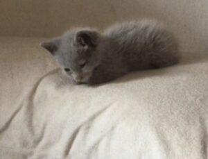 un gatto grigio