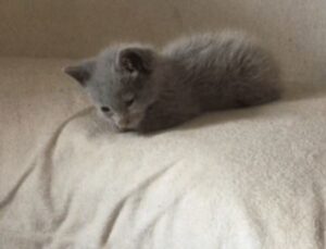 Gatto grigio si trasforma come una principessa