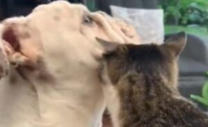 Un gattino investe di coccole il cagnolone di casa che le subisce pazientemente (VIDEO)
