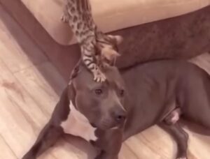 Gattino maculato cerca di usare un cane come ponte per raggiungere la sua mamma (VIDEO)