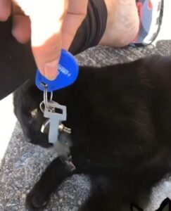 un gatto nero trova le chiavi