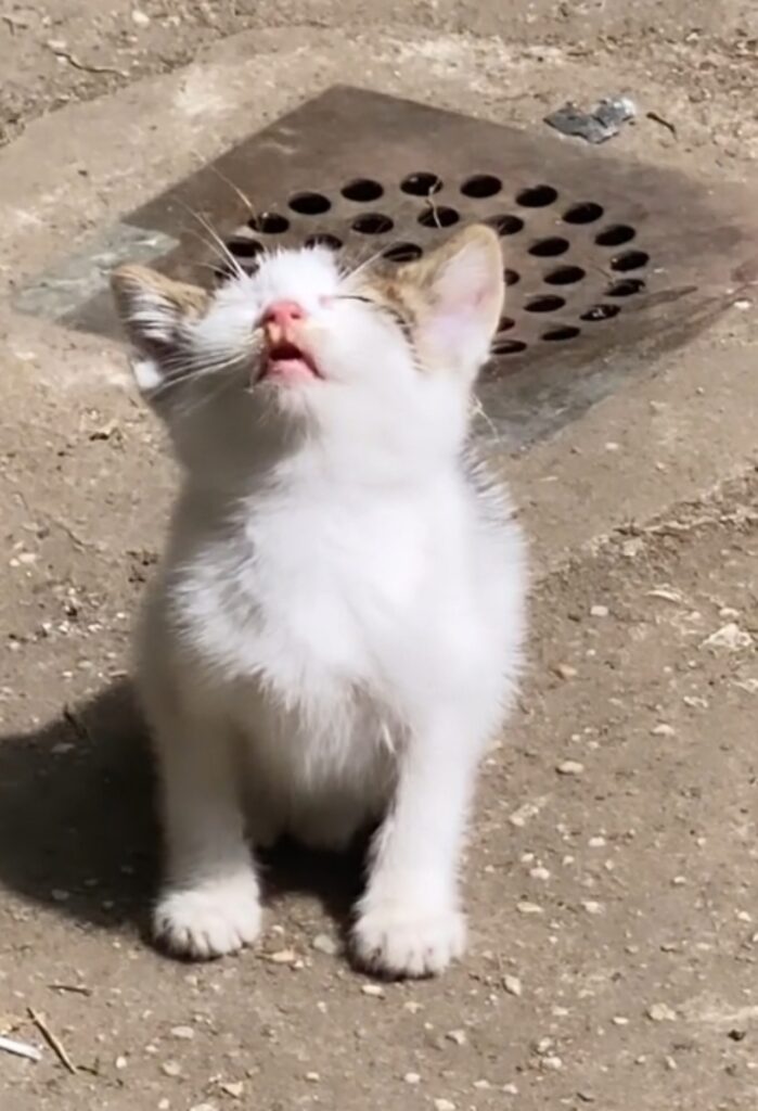 gatto prende il sole in cortile