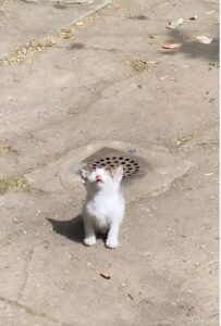 Il gattino prende il sole in cortile completamente in estasi (VIDEO)