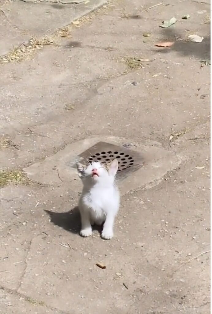 gatto prende il sole in cortile