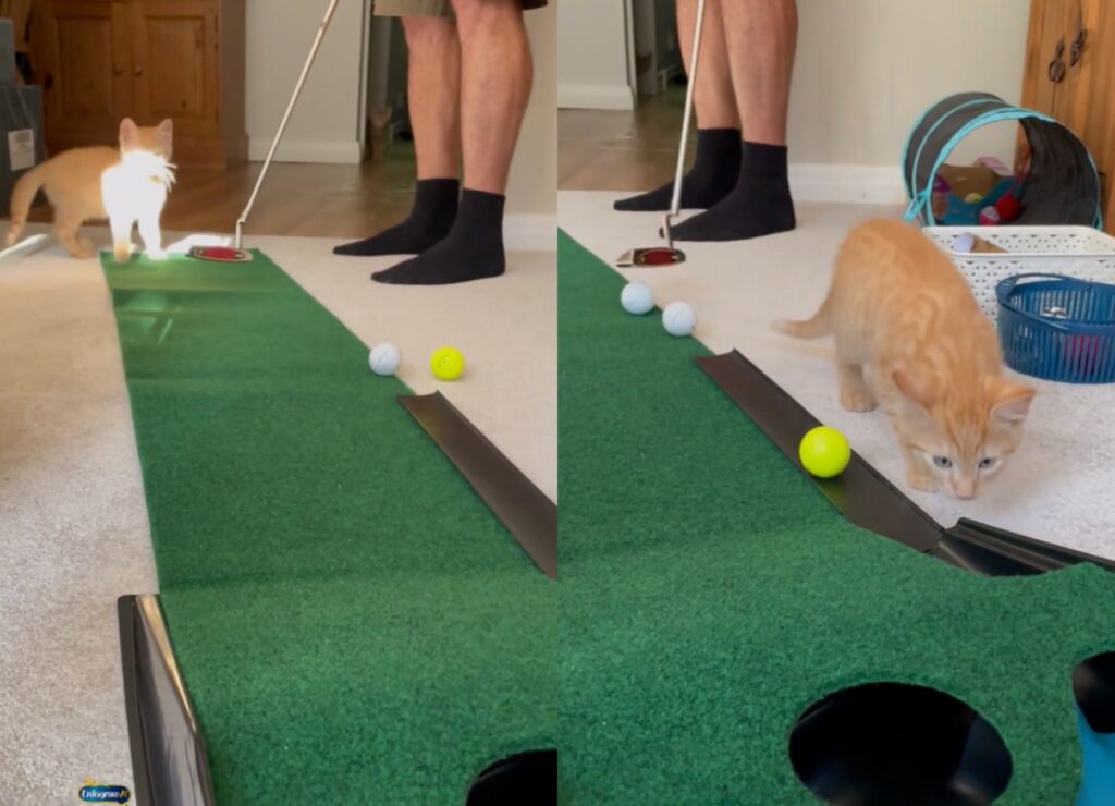 gattino rosso gioca a golf in casa