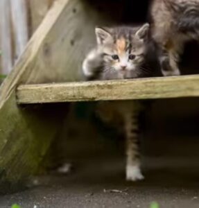 Il gattino è così piccolo che non riesce a salire i gradini per arrivare a casa (VIDEO)