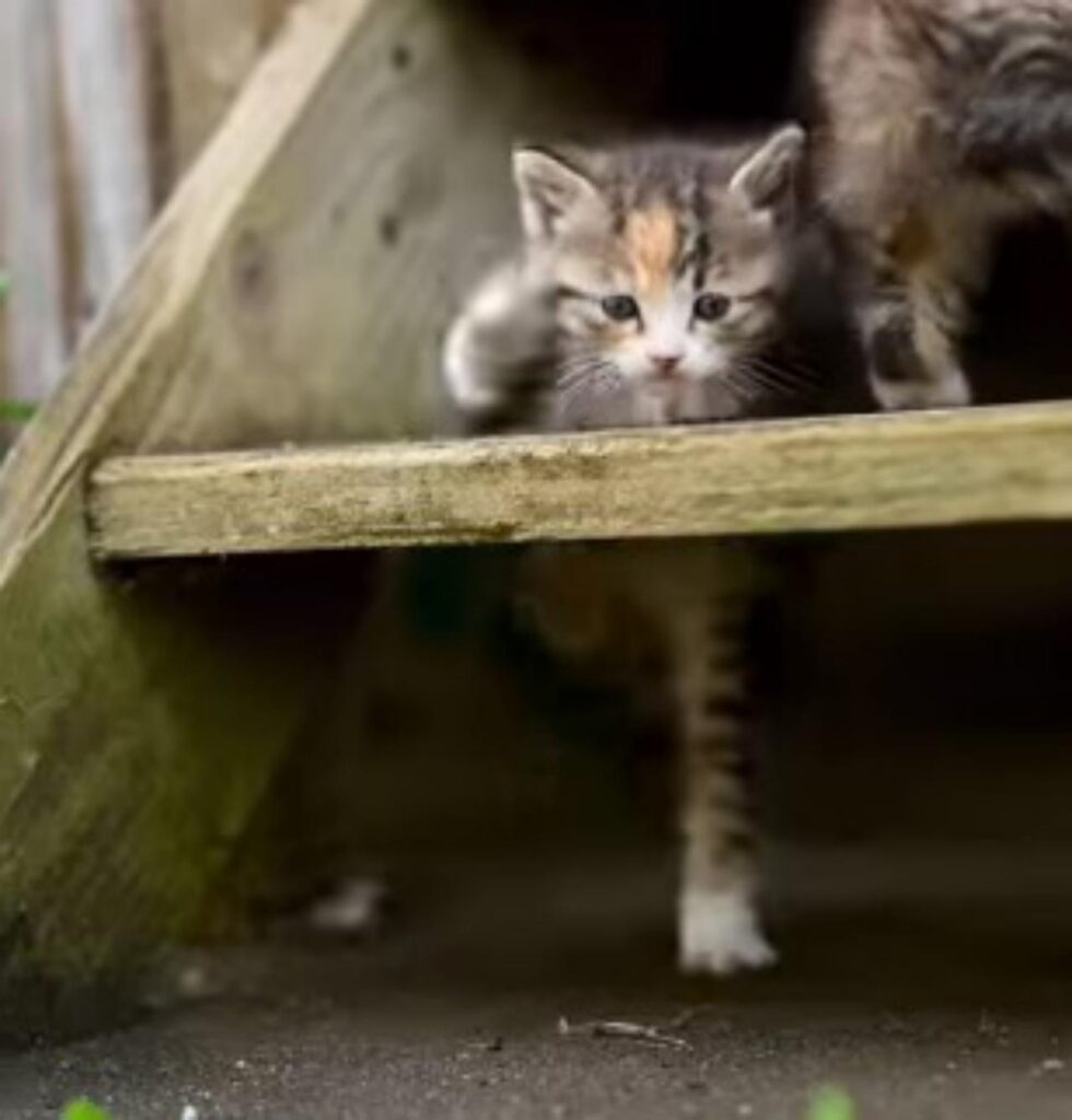 gatto cade dal gradino