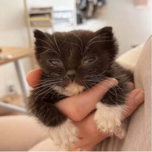 Un gatto estremamente piccolo si addormenta tra le mani dei veterinari ogni volta che lo prendono in braccio
