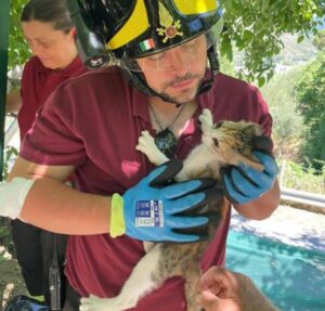 Gattino in pericolo salvato dai Vigili del Fuoco