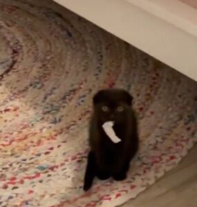Un gattino pestifero colto in fragrante (VIDEO)