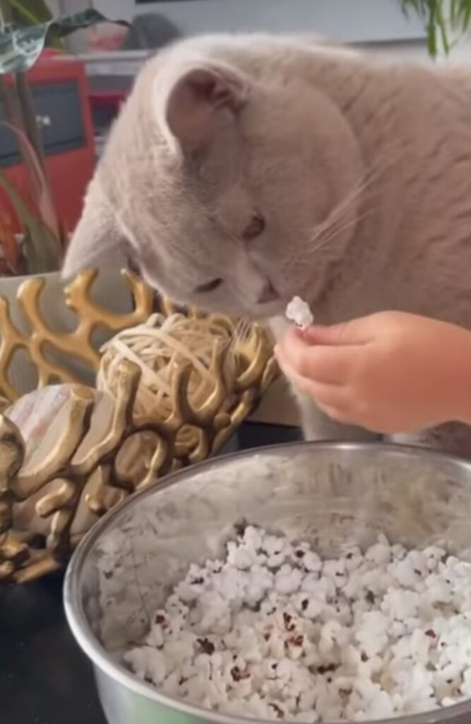 gatto mangia pop-corn