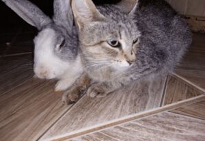 Mamma gatta aiutata da un coniglietto!