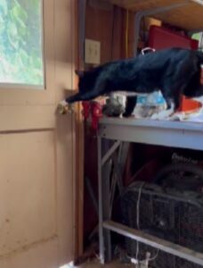 Gatto furtivo impara ad aprire la porta (VIDEO)