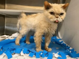 Gatto vive da randagio per 10 anni: il salvataggio
