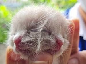 Nasce gattino con due teste in Thailandia