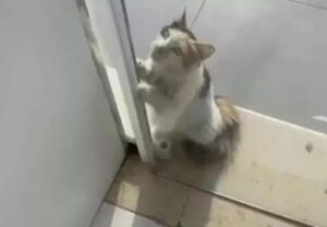Gatto chiede di entrare a causa del caldo (VIDEO)