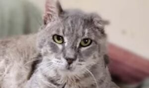 Un gatto abbandonato dagli umani riesce a trovare una donna davvero speciale (VIDEO)