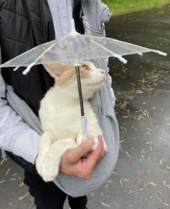 Il gattino ama fare le passeggiate, così il suo padrone inventa un ombrellino per farlo uscire anche in inverno