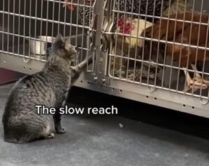 Il gatto assistente del veterinario ha un occhio di riguardo per tutti i pazienti (VIDEO)