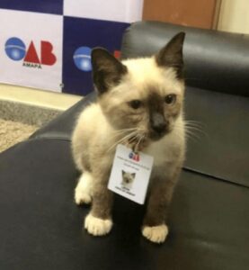 Il gattino viene adottato da uno studio legale e diventa avvocato a tutti gli effetti