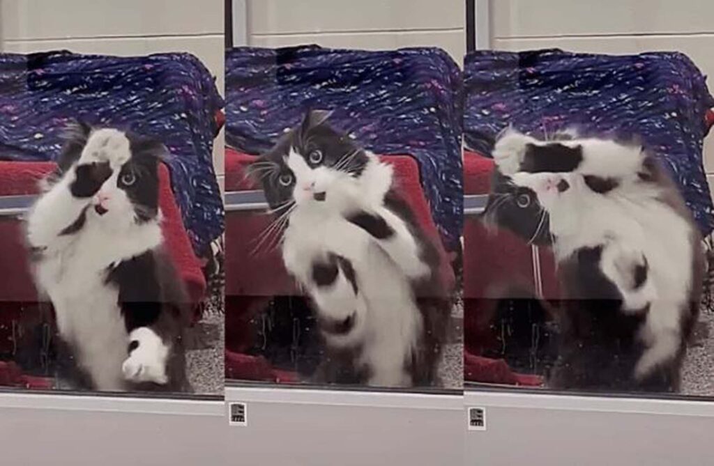 gatto balla nel rifugio
