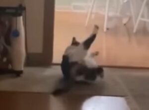 Il gatto bicolore “impazzisce” all’improvviso e si comporta in modo strano (VIDEO)