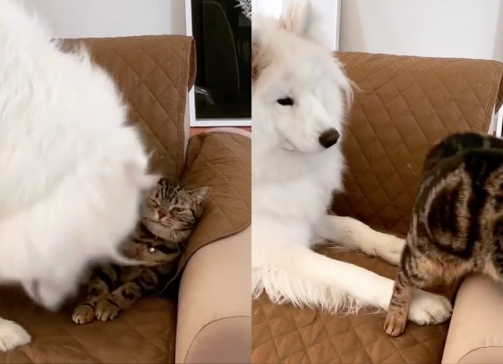 gatto disturbato da un cane dispettoso