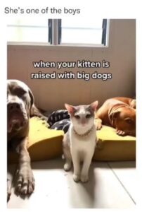 Una gatta cresciuta con due cani (VIDEO)