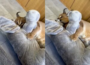 Leonidas, il gatto Caracal gigante innamorato di un elefante (VIDEO)