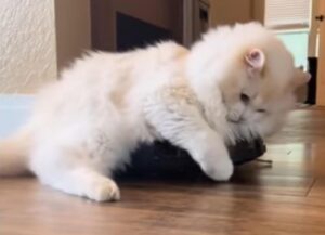 Il gatto curioso interagisce per la prima volta con un aspirapolvere elettrico (VIDEO)