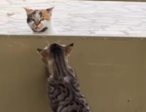 Gatto curioso cerca di avvicinarsi ad un suo simile di soppiatto (VIDEO)