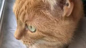 Un gattino domestico rosso cerca di attirare l’attenzione e di comunicare con uno scoiattolo (VIDEO)