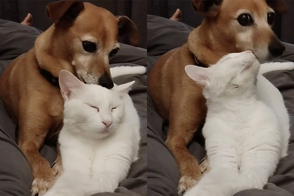 gatto e cane si fanno le coccole sul divano in modo tenero