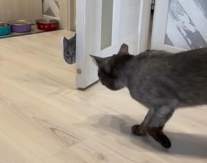 Gatto finto per fare uno scherzo al proprio micio: i padroni registrano l’incontro (VIDEO)