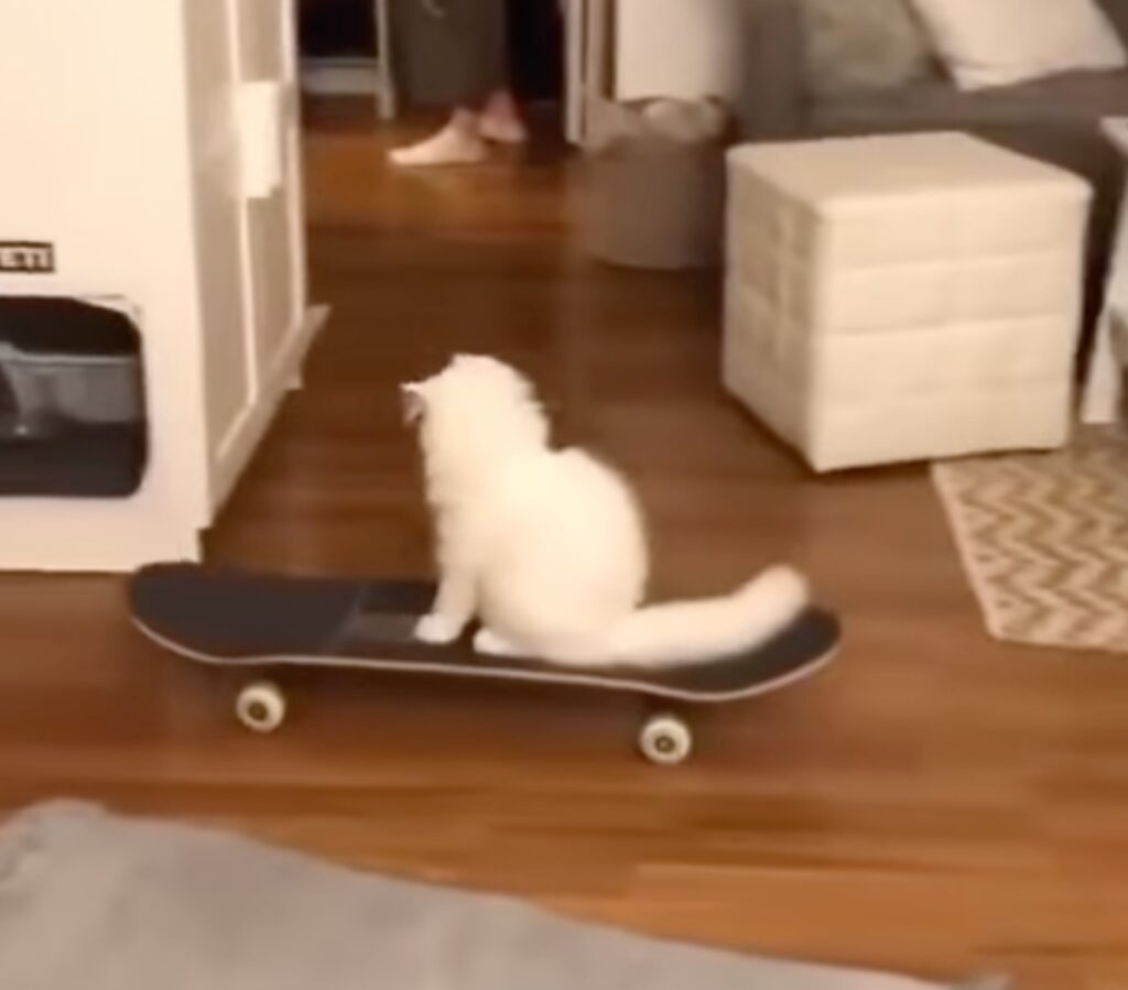 gatto himalayano va sullo skateboard in casa