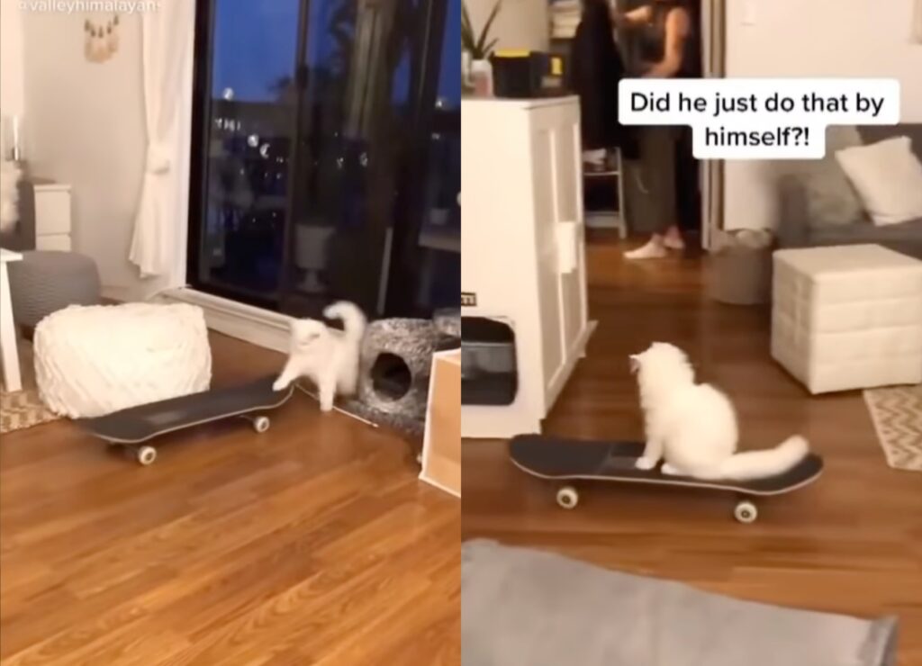 gatto himalayano ha imparato ad andare sullo skateboard