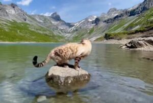 La gattina fa una gita nel paradiso terrestre con i suoi padroni (VIDEO)