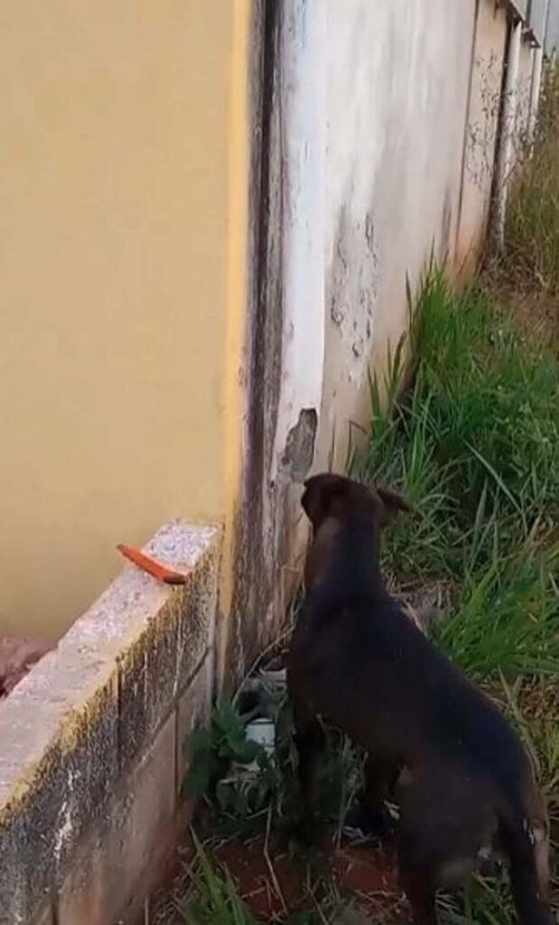 cane salva un gatto nella grondaia