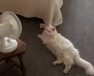 Morris, il gatto Maine Coon che vive una relazione speciale con il ventilatore (VIDEO)